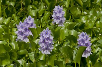 Eichhornia crassipes
